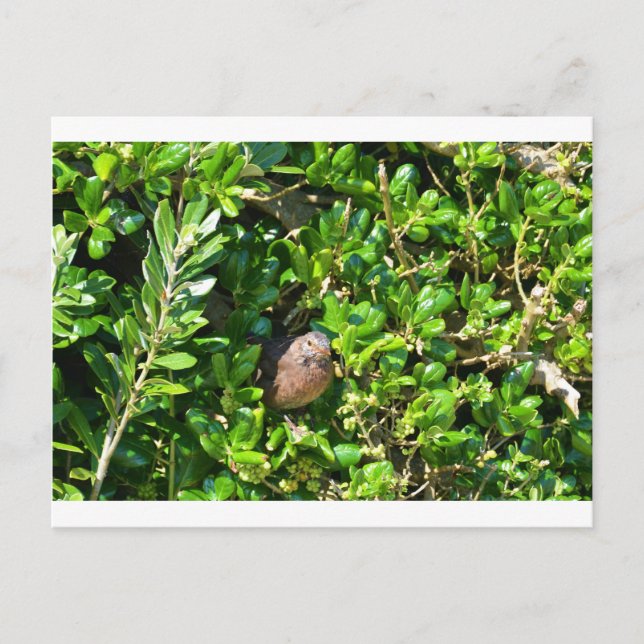 Postal Pájaro negro en un laurel (Anverso)