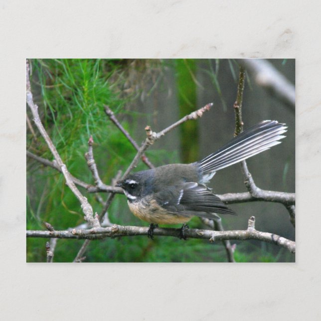 Postal Pájaro NZ - Fantail (Anverso)