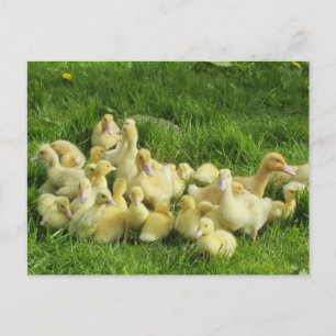 Postal pájaro, pato, patito, amarillo, naturaleza, lindo,