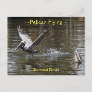Postal Pájaro Pelícano de Florida Postcard