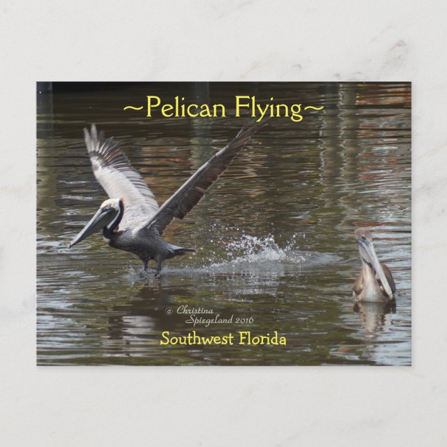 Postal Pájaro Pelícano de Florida Postcard (Anverso)