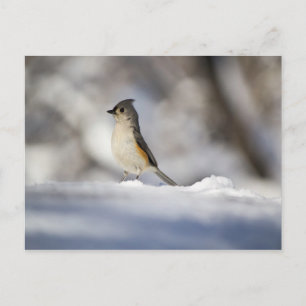 Postal Pájaro pequeño en la nieve