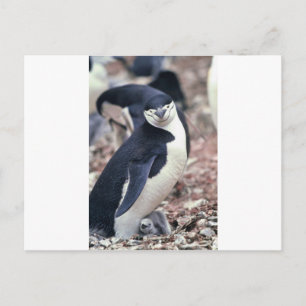 Postal Pájaro pingüino animal morado agua blanca negra