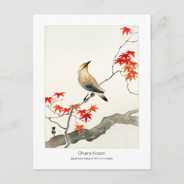 Postal pájaro plaga japonés en arce - Ohara Koson - (Anverso)