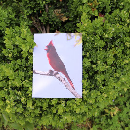 Postal Pájaro rojo cardenal del norte
