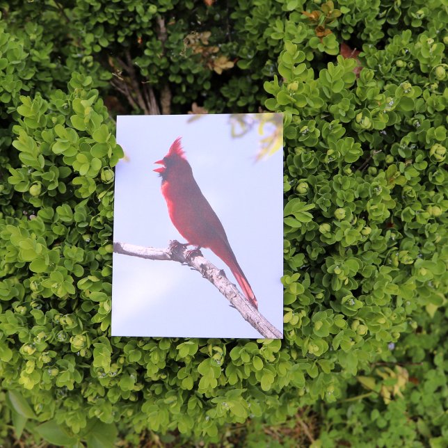 Postal Pájaro rojo cardenal del norte (Subido por el creador)