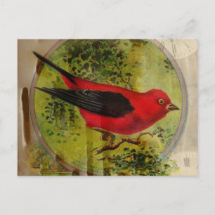 Postal Pájaro rojo vintage
