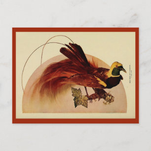 Postal Pájaro rojo vintage de color paradisíaco litho fot