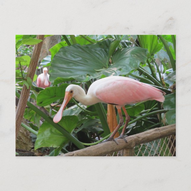 Postal Pájaro rosado de Spoonbill (Anverso)