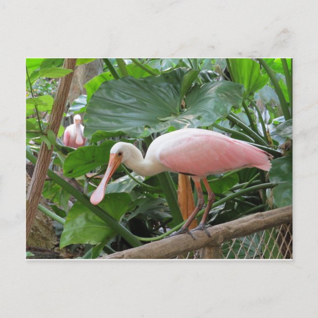 Postal Pájaro rosado de Spoonbill (Anverso)