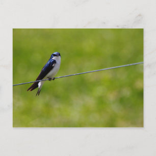 Postal Pájaro Tragado de Árbol (Tachycineta bicolor)