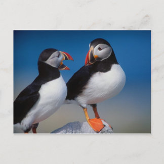 Postal pájaro un par de purines