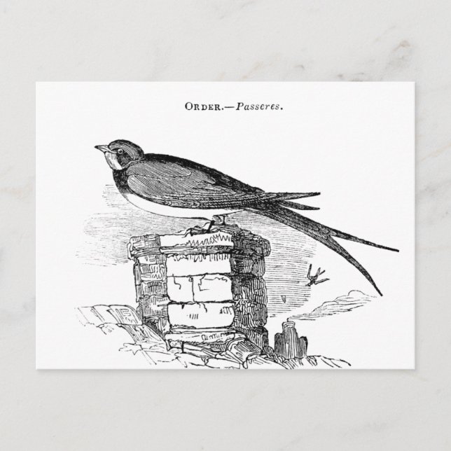 Postal Pájaro vintage (Anverso)