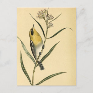 Postal Pájaro vintage de Warbler amarillo