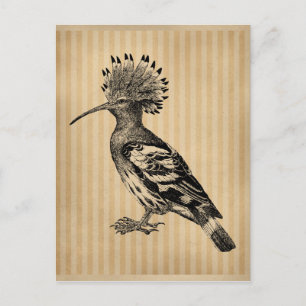 Postal Pájaro vintage Hoopoe