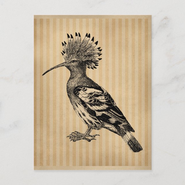 Postal Pájaro vintage Hoopoe (Anverso)