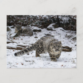 Postal Pájaros acosadores de leopardo de las nieves