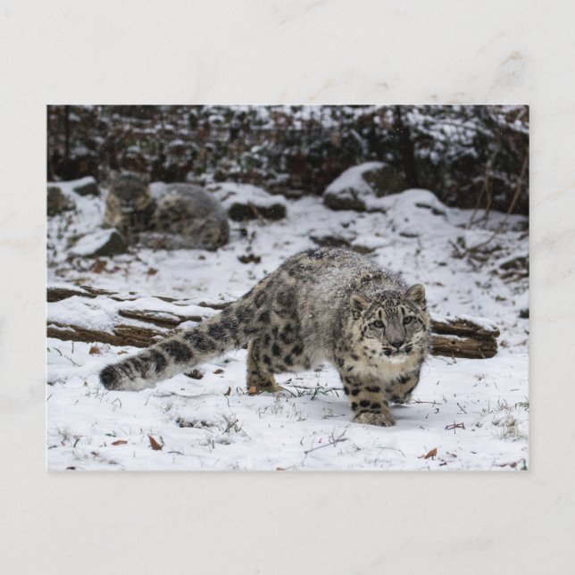 Postal Pájaros acosadores de leopardo de las nieves (Anverso)