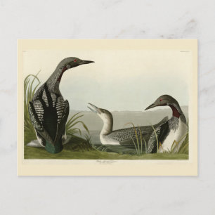 Postal Pájaros audubónicos de los Estados Unidos