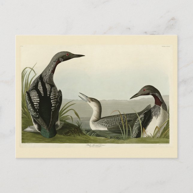 Postal Pájaros audubónicos de los Estados Unidos (Anverso)