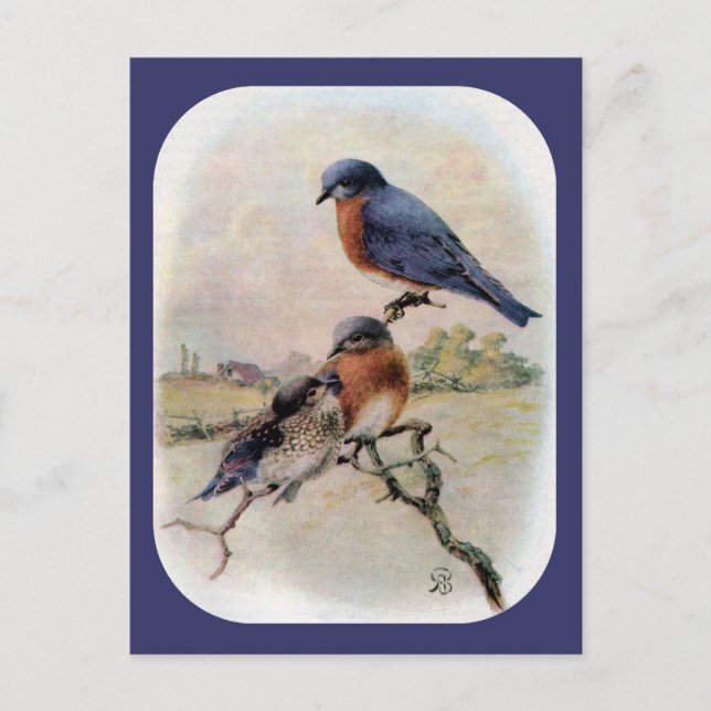 Postal Pájaros azules orientales con pájaro bebé (Anverso)