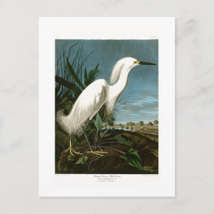Postal Pájaros blancos de Audubon del Egret de la garza