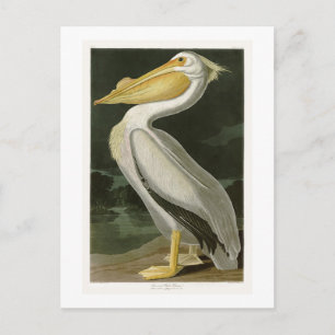 Postal Pájaros blancos Pelícano John James Audubon de Amé