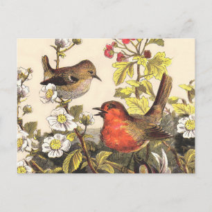 Postal Pájaros Cantores Robin Botánico Floral Vintage