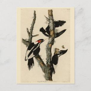 Postal Pájaros de América del pájaro carpintero audubon