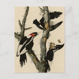 Postal Pájaros de América del pájaro carpintero audubon