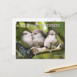 Postal Pájaros de caza de bebé lindo en árbol de peras