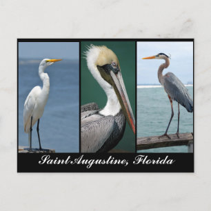 Postal pájaros de Florida