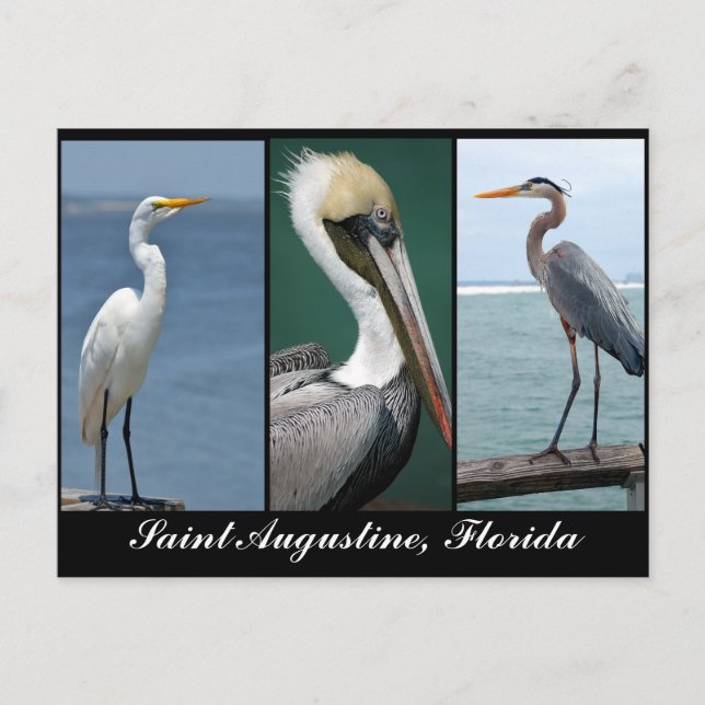 Postal pájaros de Florida (Anverso)