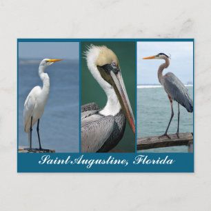 Postal pájaros de Florida