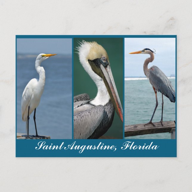 Postal pájaros de Florida (Anverso)