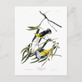 Postal Pájaros de John James Audubon de la curruca del