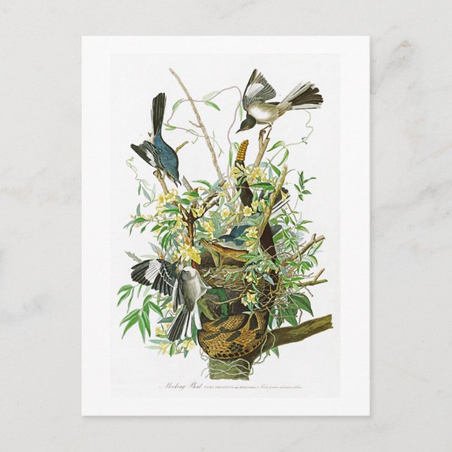 Postal Pájaros de John James Audubon del pájaro que (Anverso)