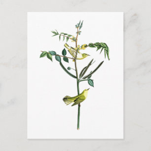 Postal Pájaros de Juan Audubon de la curruca de los niños