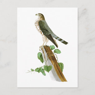 Postal Pájaros de Le Petit Caporal Juan Audubon de