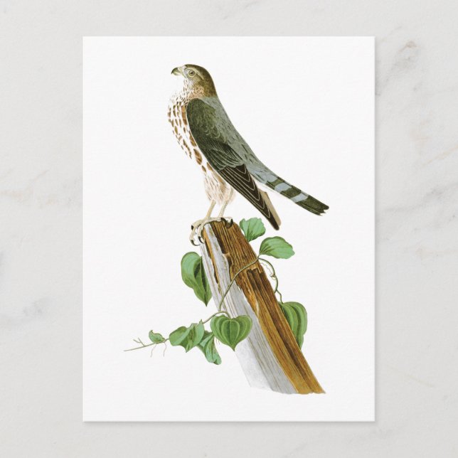 Postal Pájaros de Le Petit Caporal Juan Audubon de (Anverso)