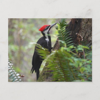 Postal Pájaros de madera en el árbol