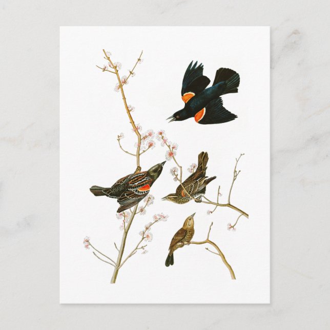Postal Pájaros de Marsh Blackbird John Audubon (Anverso)