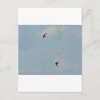 Postal Pájaros que se tragan