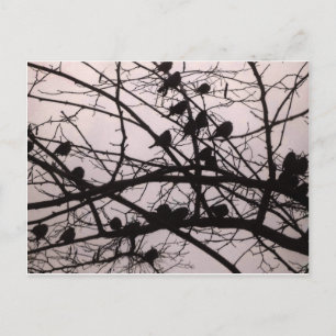 Postal Pájaros Silhouettes.jpg