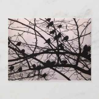 Postal Pájaros Silhouettes.jpg