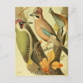 Postal Pájaros verdes de vintage