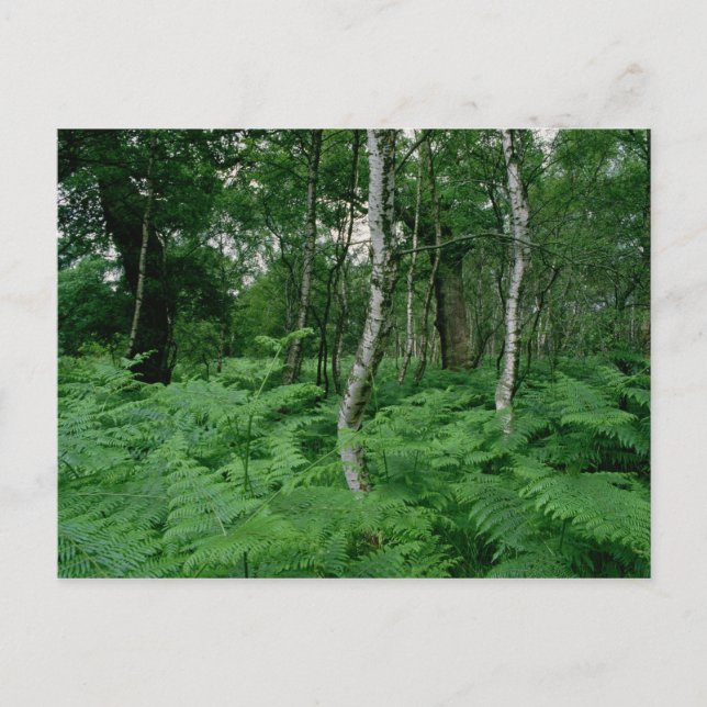 Postal Pájaros y helechos plateados, Bosque de Sherwood (Anverso)