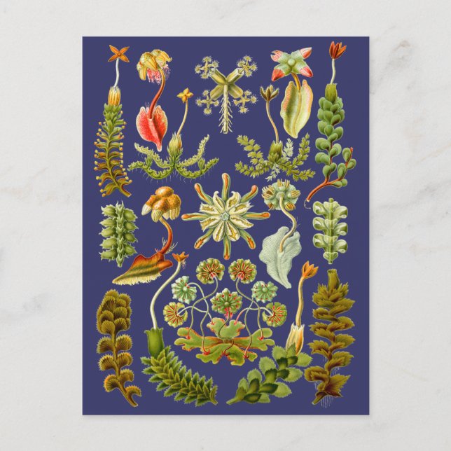 Postal Palabras de hígado (Anverso)