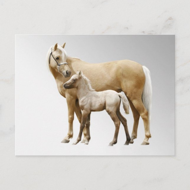 Postal Palamino Mare Y Caballos De Ternera (Anverso)