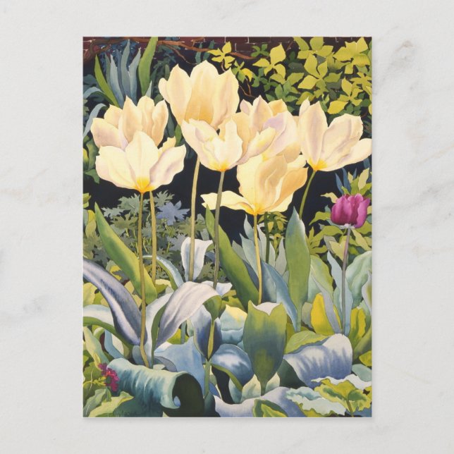 Postal Pale Tulips (Anverso)